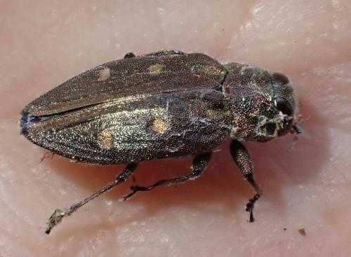 Chrysobothris affinis